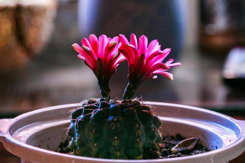 Bunga Kaktus Warna Pink (Pexels.com/Quang Nguyen Vinh)