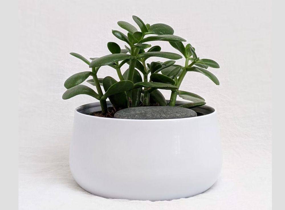 ilustrasi tanaman giok (unsplash.com/susan_wilkinson)