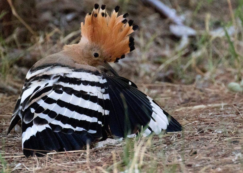 Burung hoopoe sering membersihkan bulunya (pixabay.com/Anne and Saturnino Miranda)