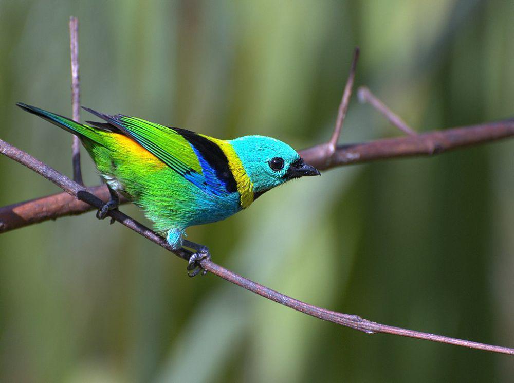 10 Spesies Burung Cantik Penghuni Hutan Atlantik, Sangat Menawan