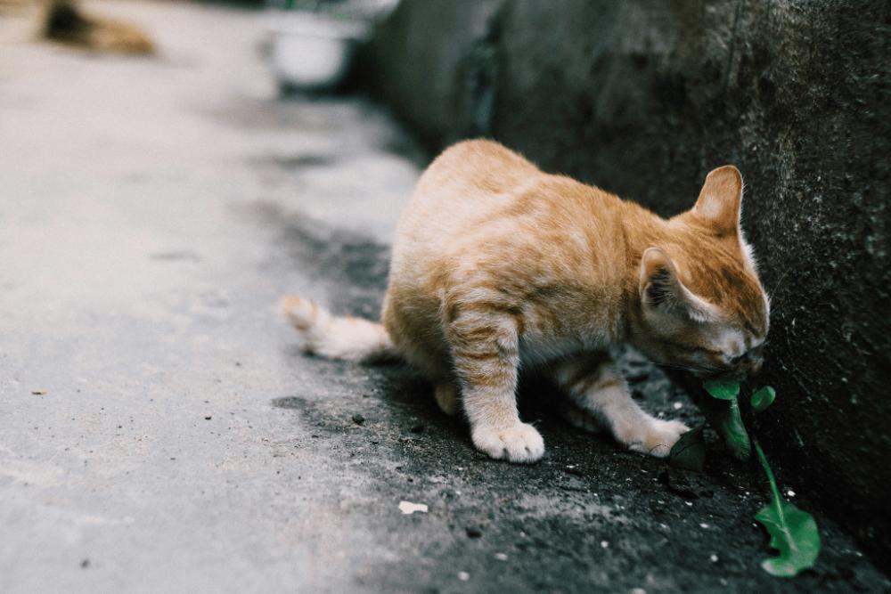 Potret kucing orange sedang memakan rumput (unsplash.com/@kentro)