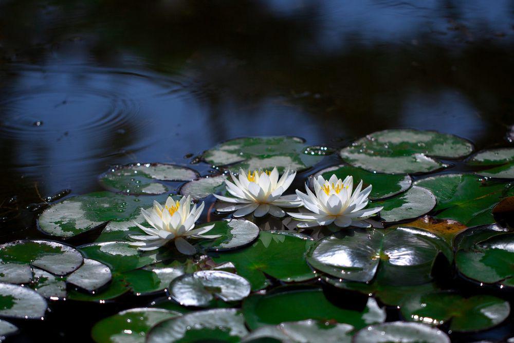 6 Rekomendasi Aquatic Flower untuk Percantik Kolammu, Bunganya Indah