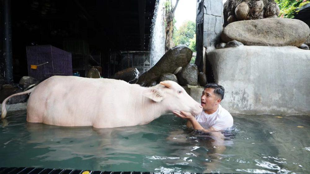 Irfan Hakim berenang bareng kerbau bule (instagram.com/irfanhakim75)