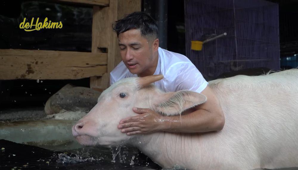 Irfan Hakim berenang bareng kerbau bule (instagram.com/irfanhakim75)