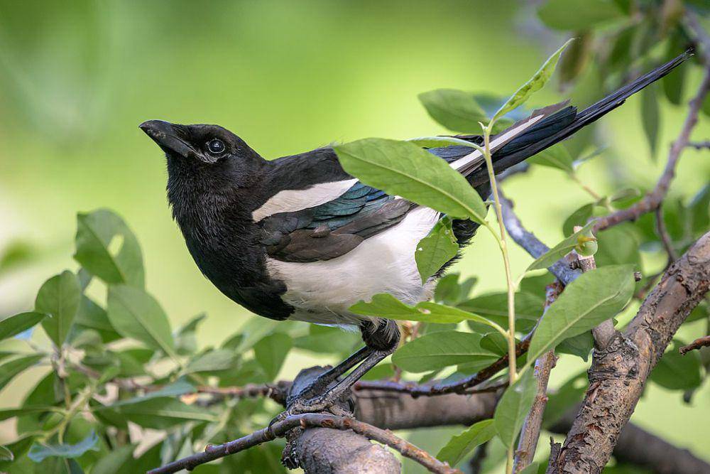 burung black-billed magpie (commons.wikimedia.org/Becky Matsubara)