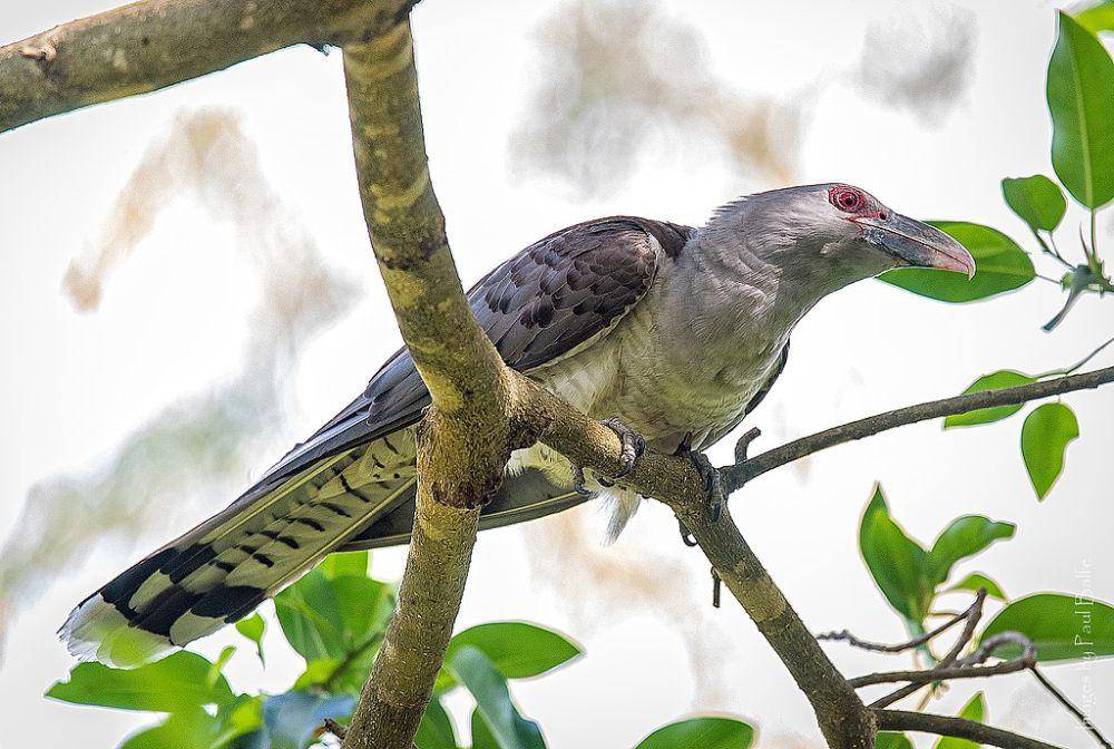 burung channel-billed cuckoo (commons.wikimedia.org/Paul Balfe)