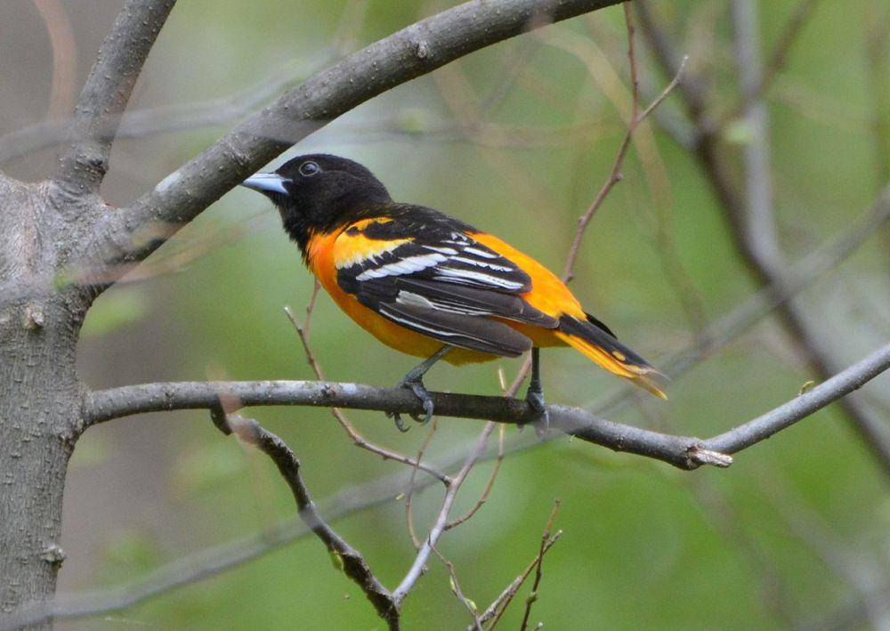 burung baltimore oriole (commons.wikimedia.org/Andy Reago, Chrissy McClarren)