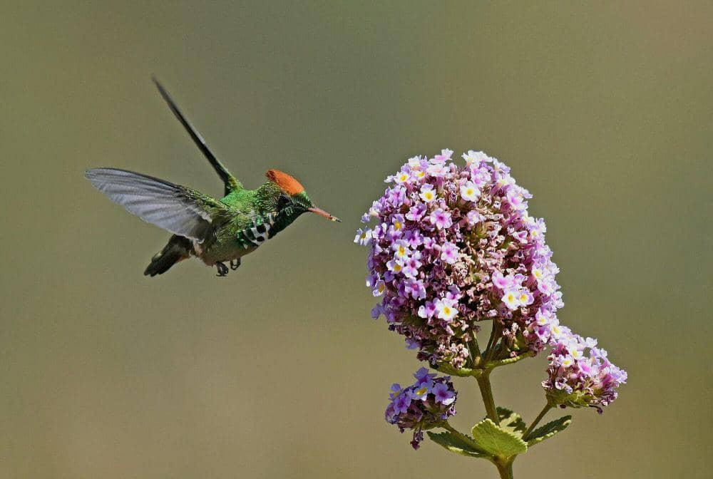 Frilled coquette (commons.m.wikimedia.org/Castro.rogerio)