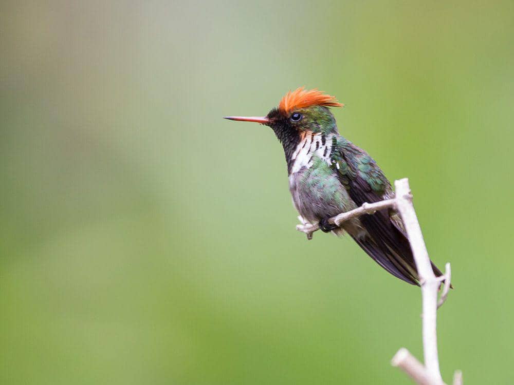 Frilled coquette (commons.m.wikimedia.org/Diogoluiz)