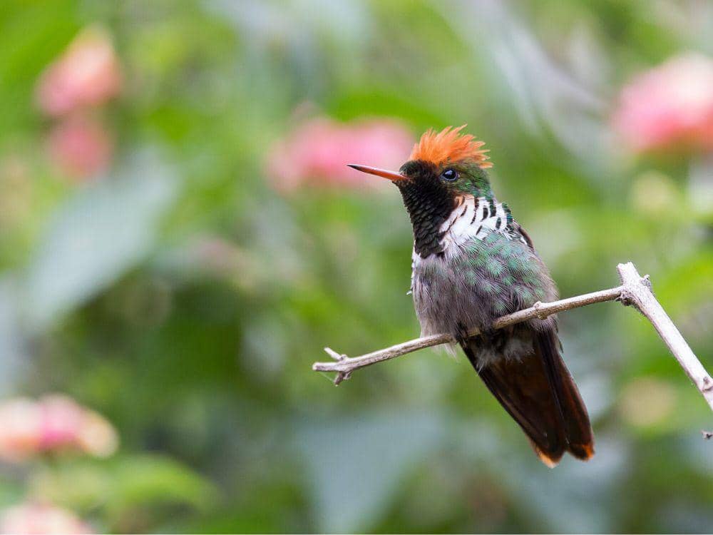Frilled coquette (commons.m.wikimedia.org/diogoluiz)