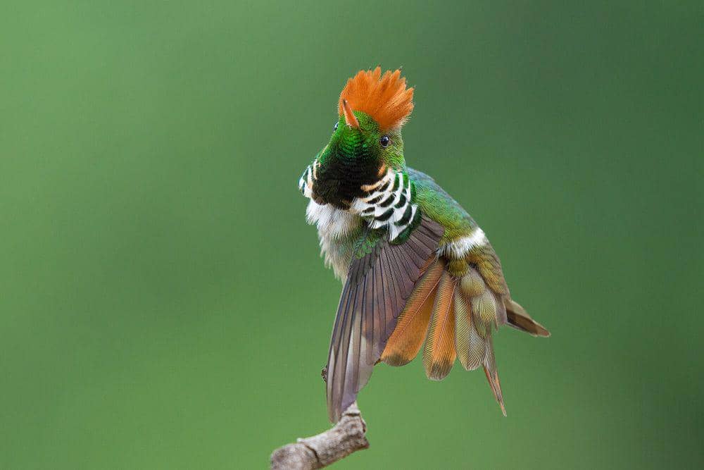 5 Fakta Unik Frilled Coquette, Betina Membangun Sarangnya Sendirian