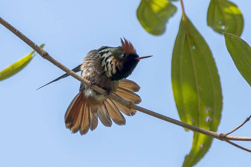 Frilled coquette (commons.m.wikimedia.org/Clodomiro Esteves Junior)