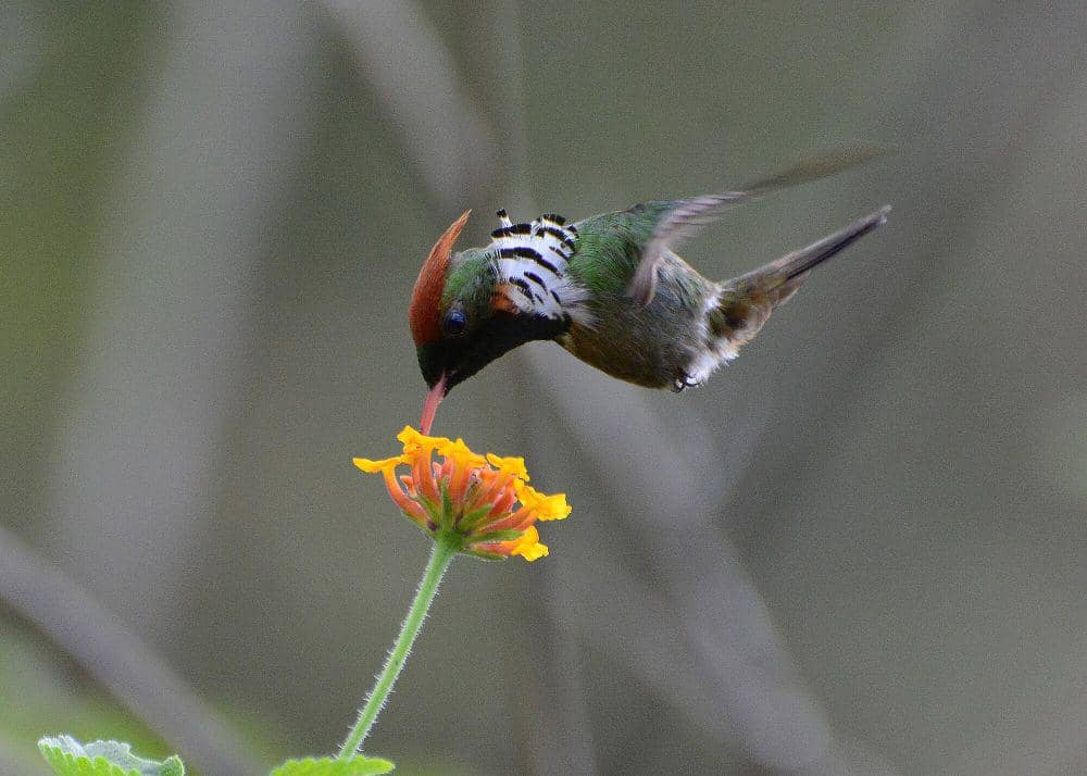 Frilled coquette (commons.m.wikimedia.org/Stephen J Jones)