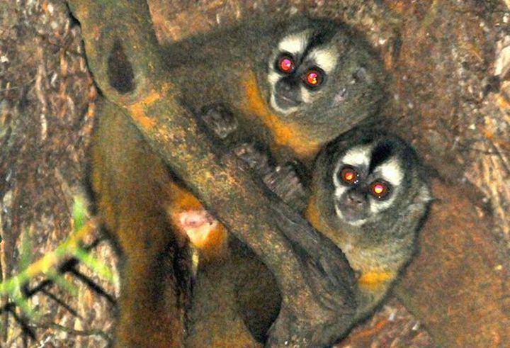 Andean night monkey (commons.wikimedia.org/Platyrrhinus)