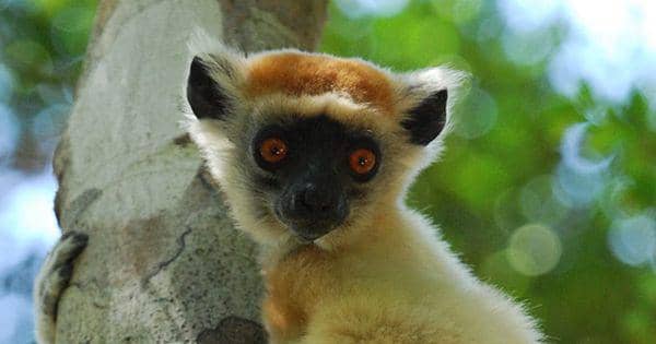 5 Fakta Unik Golden Crowned Sifaka, Punya Gigi Mirip Sisir!