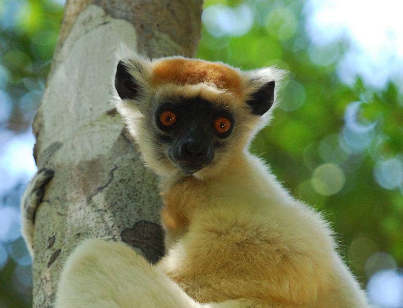 Golden crowned sifaka (commons.wikimedia.org/Jeff Gibbs)