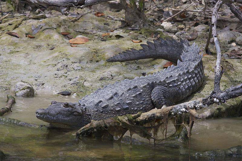 Buaya amerika lebih suka hidup menyendiri di luar musim kawin. (commons.wikimedia.org/Gregory "Slobirdr" Smith)