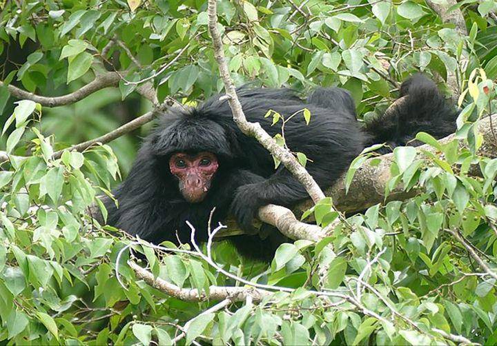 Spider monkey (commons.wikimedia.org/Bernard Dupont)