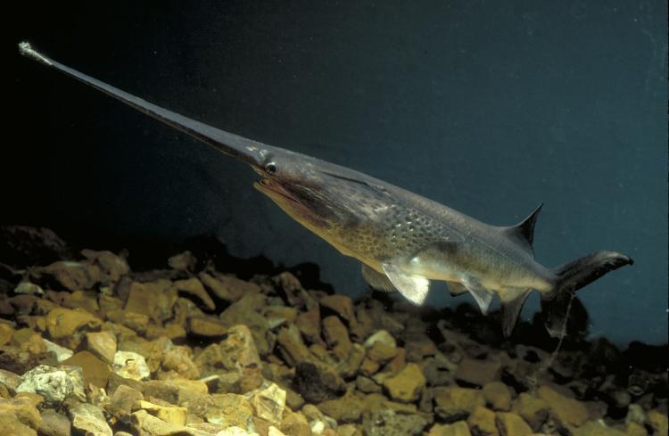 Paddlefish (predatoryfins.com)