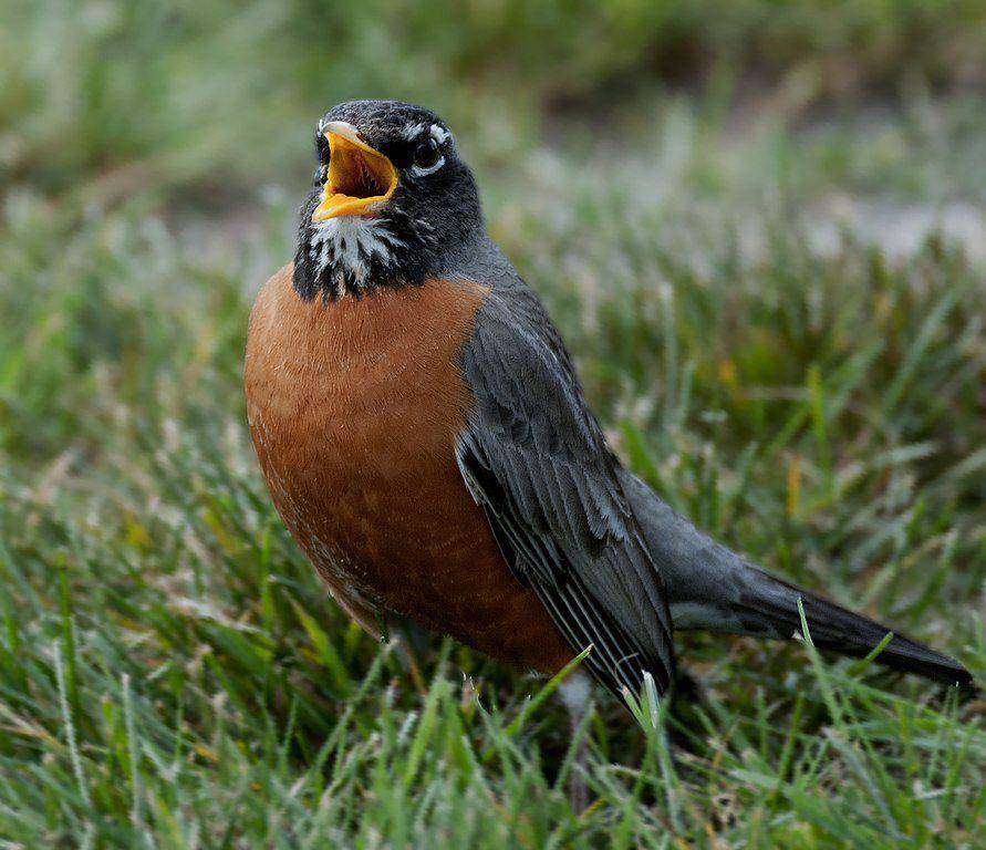 burung American robin (commons.wikimedia.org/Becky Matsubara)