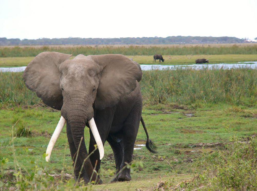 ilustrasi gajah hutan Afrika (pixabay.com/Panasonic DMC-Fz10)