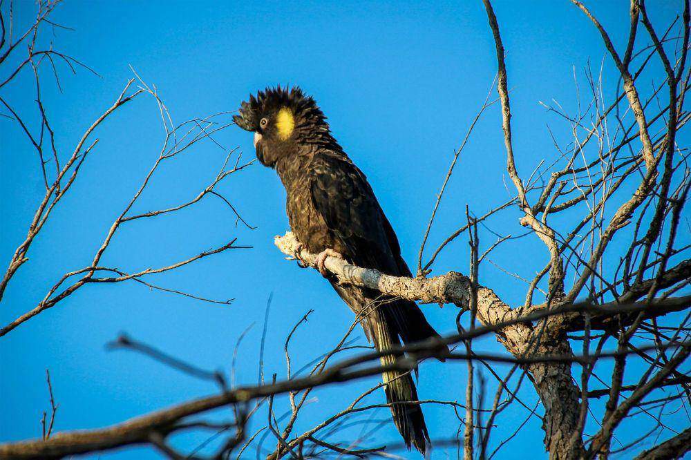 burung yellow-tailed black cockatoo (pixabay.com/Wallula)