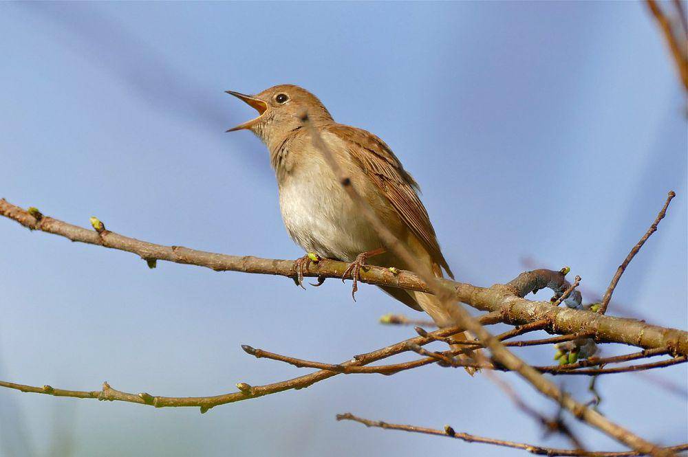 burung common nightingale (commons.wikimedia.org/Bernard DUPONT)