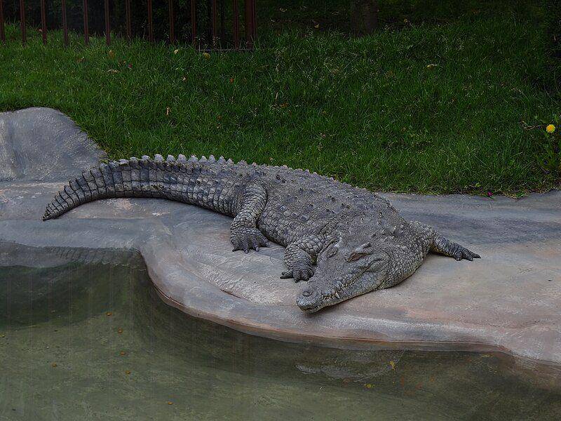 seekor buaya amerika yang hidup di penangkaran di Kolombia (commons.wikimedia.org/Petruss)
