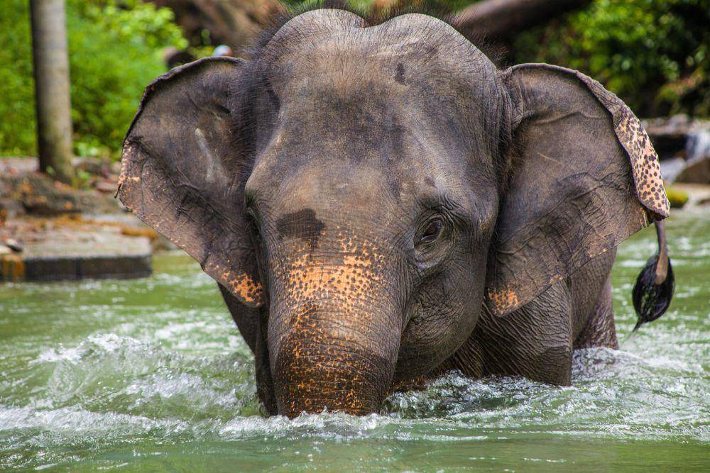 ilustrasi bentuk kepala gajah Asia (pixabay.com/Dominique20)