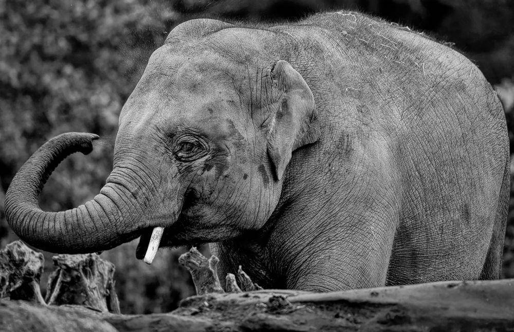 ilustrasi gajah Asia (pixabay.com/ambquinn)