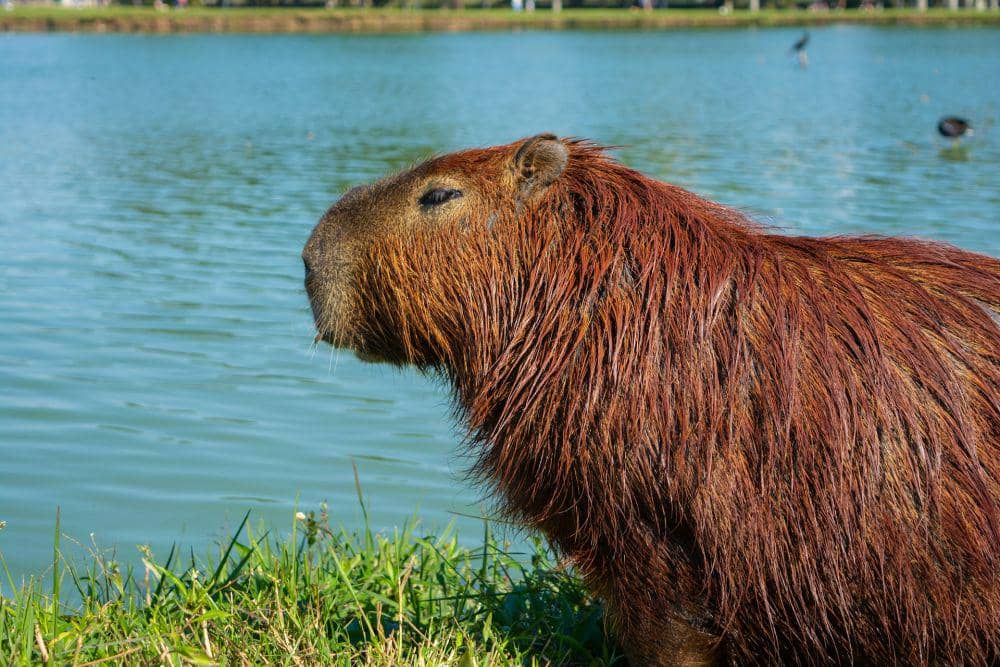 Capybara hewan paling ramah di dunia