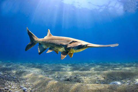 ikan dayung Amerika (predatoryfins.com)