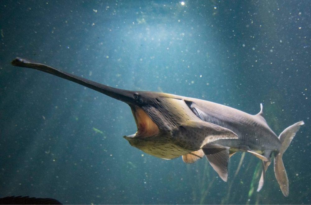 Polyodon Spathula (instagram.com/tennesseeaquarium)