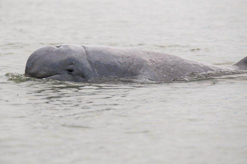 5 Hewan Unik yang Hidup di Sungai Mahakam Kalimantan Timur
