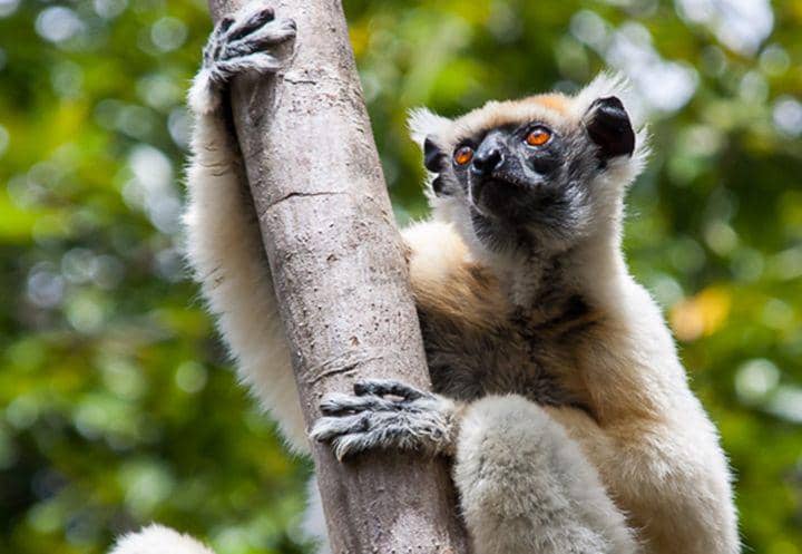 Golden crowned sifaka (uk.inaturalist.org/Matthias Markolf)