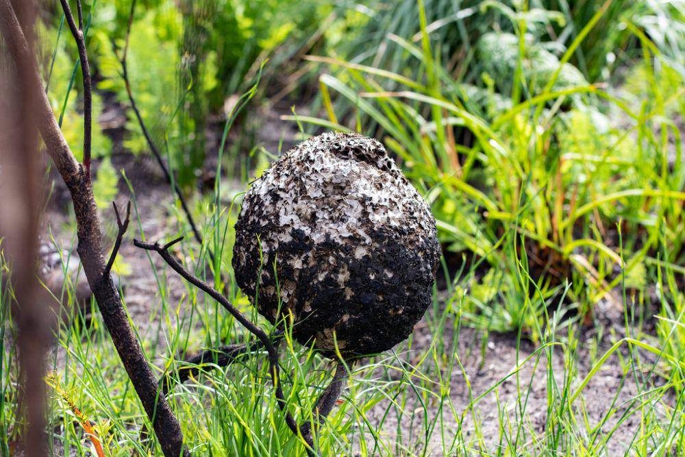 Sarang semut cocktail hitam (inaturalist.org/magriet b)