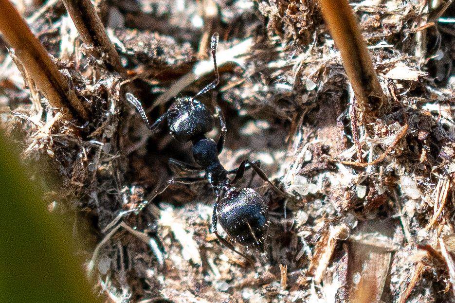 Semut cocktail hitam (inaturalist.org/magriet b)