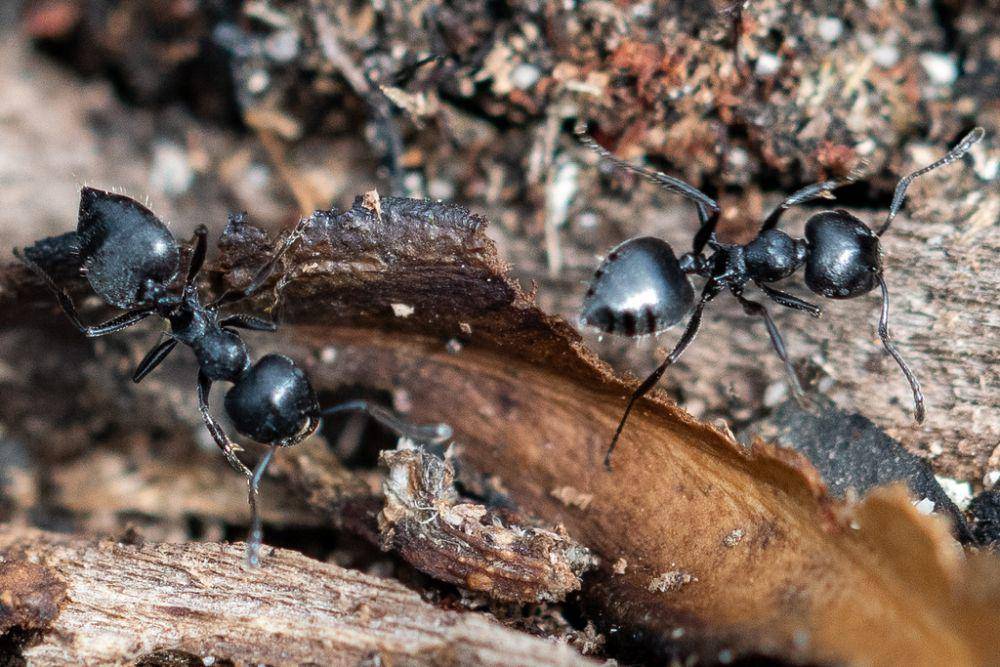 Semut cocktail hitam (inaturalist.org/magriet b)