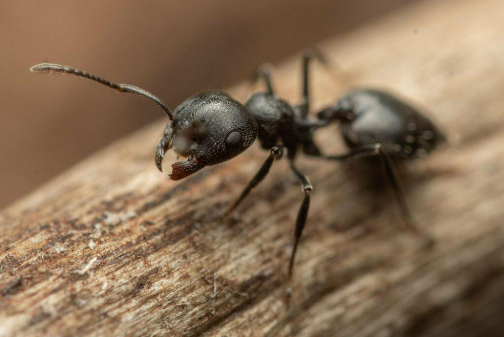 5 Fakta Unik Semut Cocktail Hitam, Punya Simbiosis dengan Spesies Lain