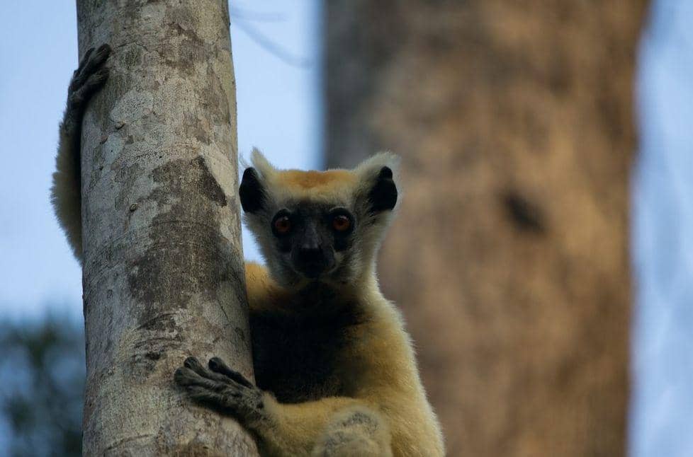 Golden crowned sifaka (uk.inaturalist.org/Eric Mathieu)