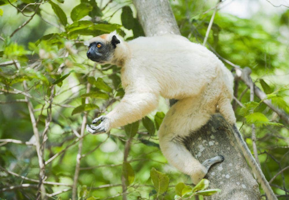 Golden crowned sifaka (uk.inaturalist.org/ Kevin Schafer )