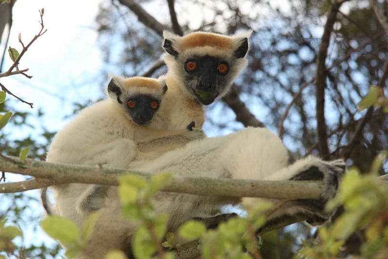 Golden crowned sifaka (uk.inaturalist.org/Martin Mandak)
