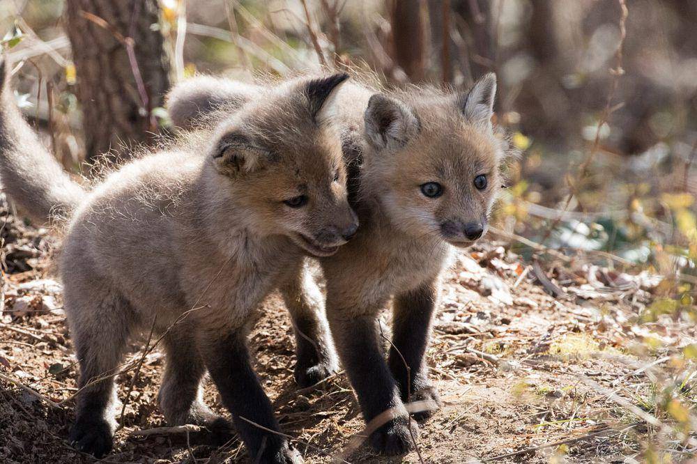 ilustrasi anak rubah (flickr.com/U.S. Fish and Wildlife Service Headquarters)