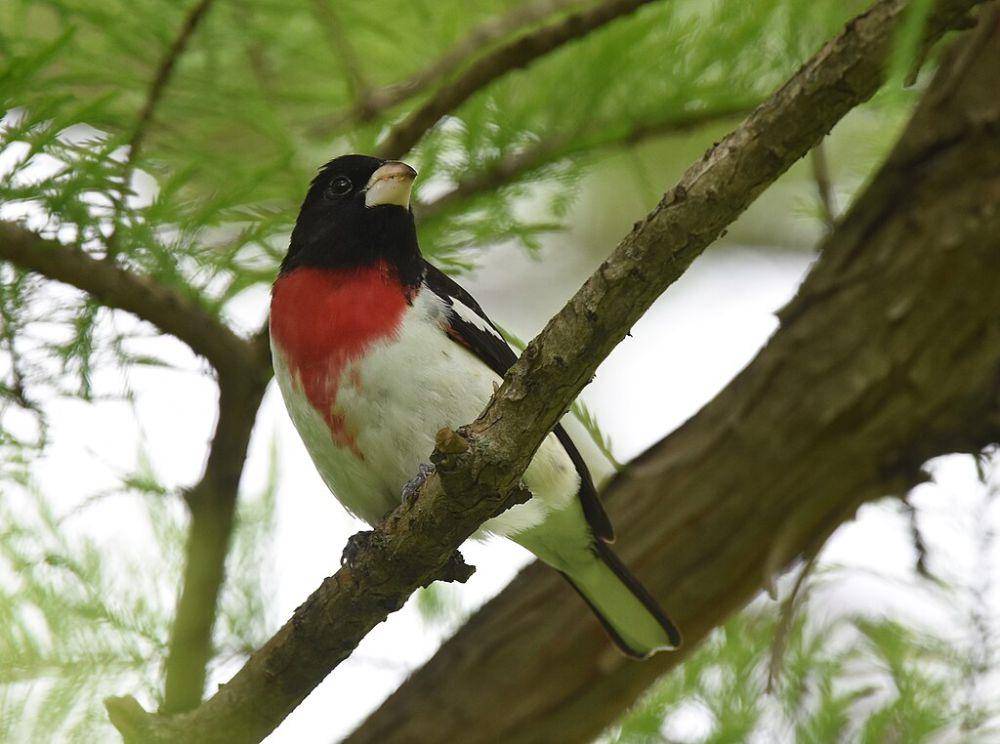 burung rose-breasted grosbeak (commons.wikimedia.org/Andy Reago, Chrissy McClarren)