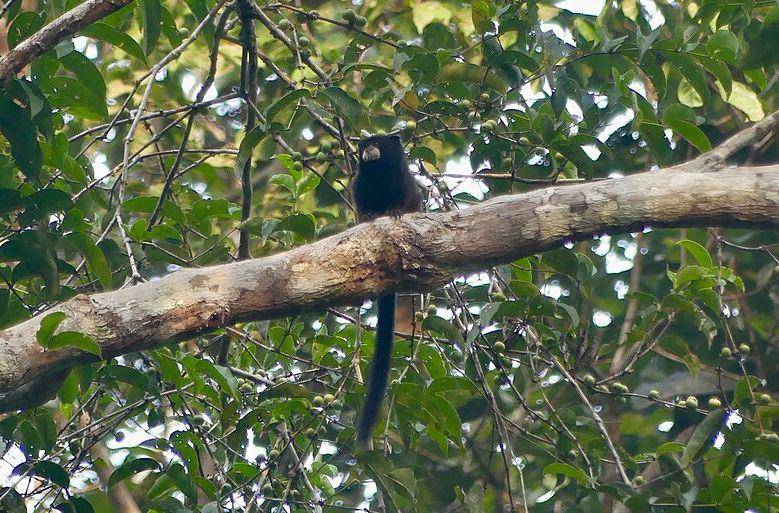 Andean saddle back tamarin (commons.wikimedia.org/Eamonccorbett)