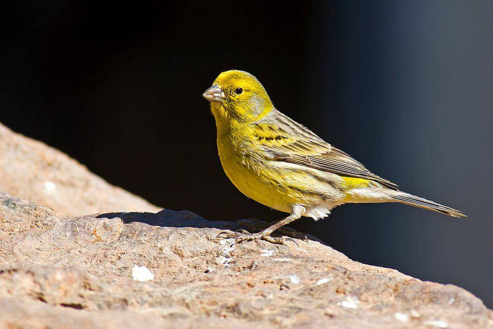 burung kenari atau canary (commons.wikimedia.org/Juan Emilio)