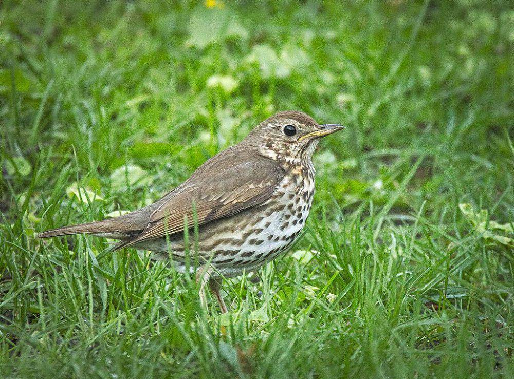 burung song thrush (commons.wikimedia.org/Hedera Baltica)