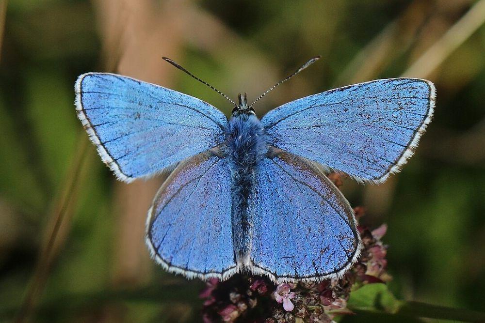 6 Fakta Kupu-kupu Adonis Biru, Memiliki Hubungan Baik dengan Semut