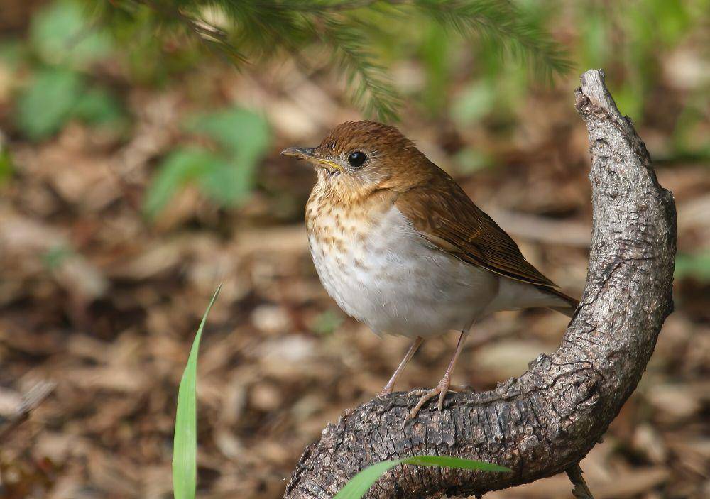 Veery (commons.m.wikimedia.org/Cephas)