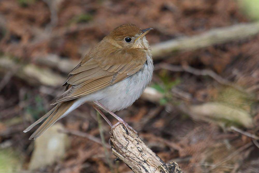 Veery (commons.m.wikimedia.org/Cephas)